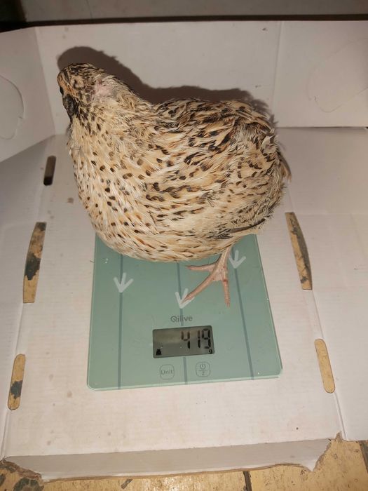 Prepelite outoare Jumbo Gold