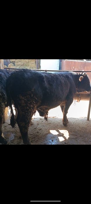 Продам двух годовалых быков