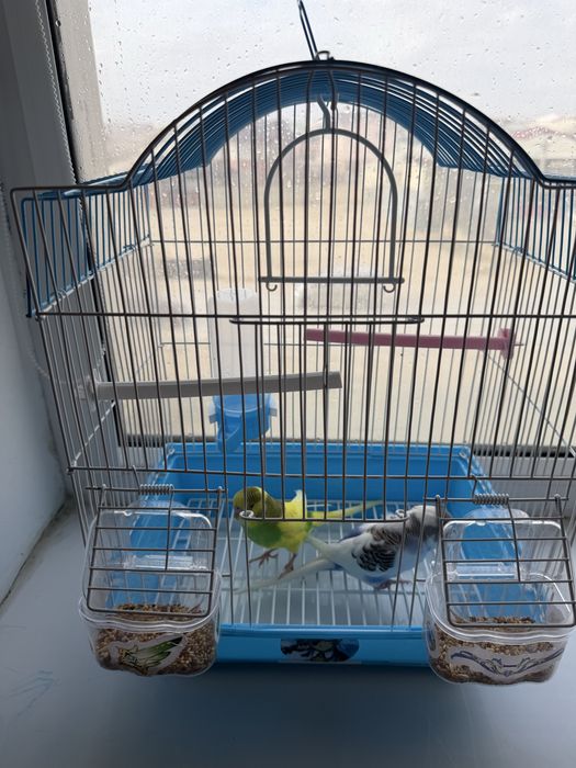 әдемі попугайлар