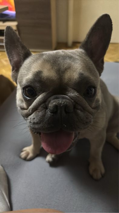 Френски булдог женски