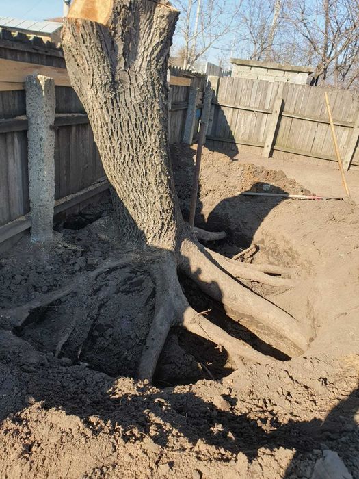 Trunchi nuc 80 de ani