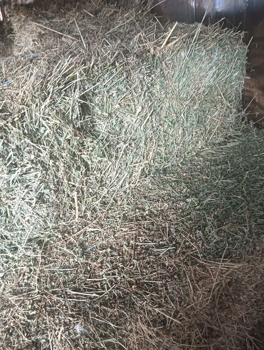 Vând baloți lucerna 25 buc