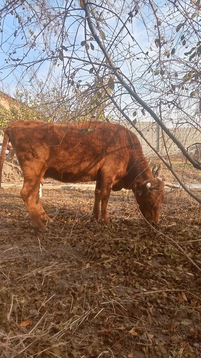 сиыр    сатылады