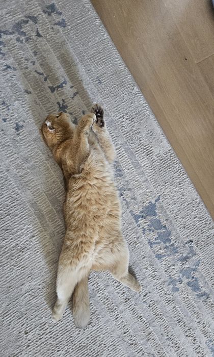 Кошка скоттиш фолд