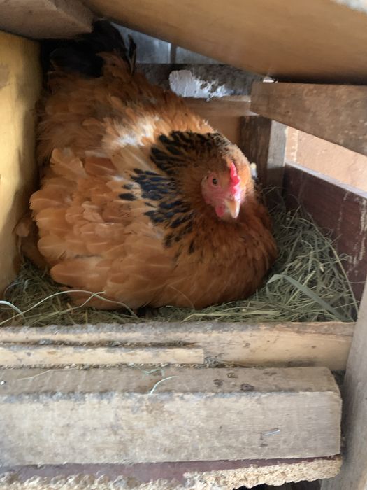 Прадается Куры Квочки молодые