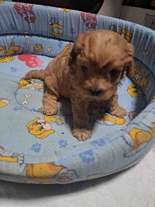 Catel Cavapoo vaccinat si deparazitat