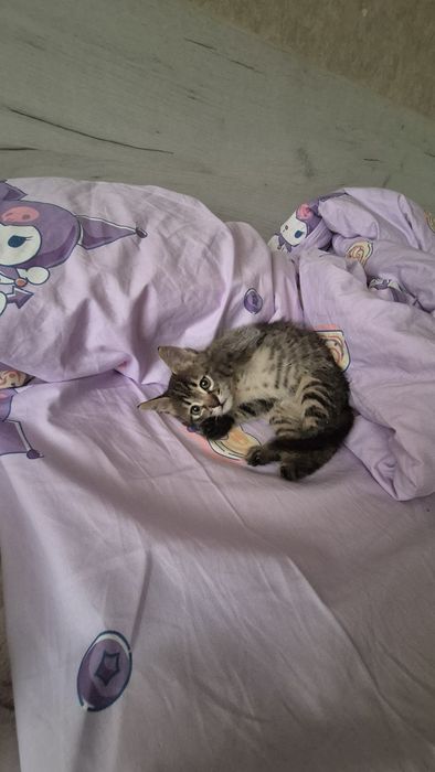 Отдам котёнка в добрые руки!