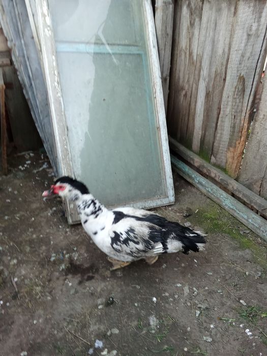 Продам индоселеня молодого