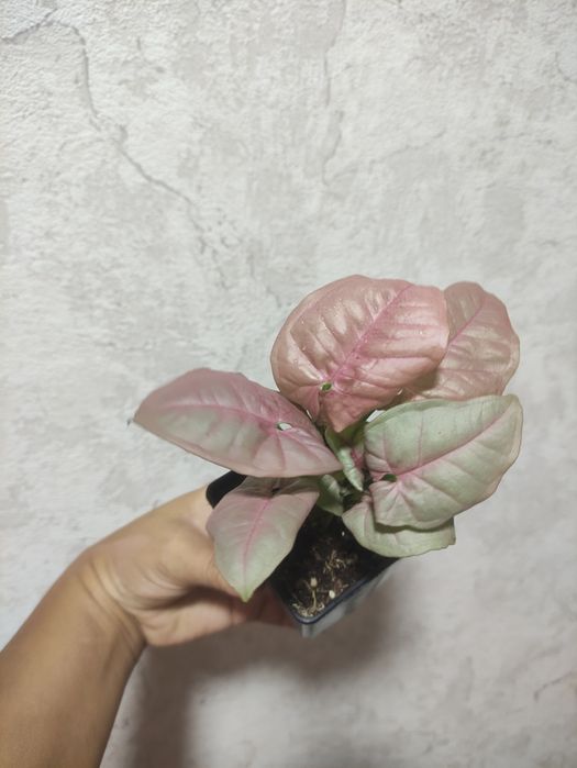 Черенки комнатных растений