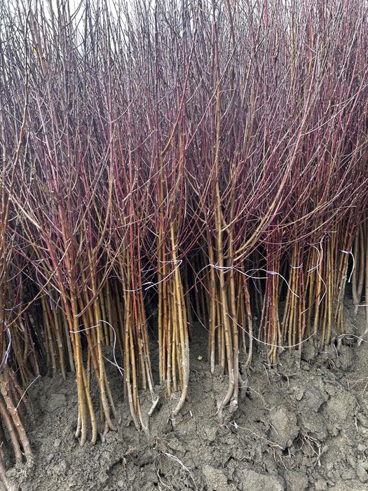 Pomi fructiferi si butasi vita de vie certificati