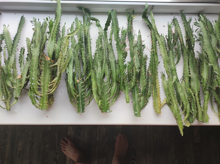 Продам срезы кактуса - молочай