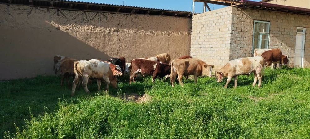 Buqalar sotiladi Girinfot Simental sortidan 14 ta bor yeb ichishi zor