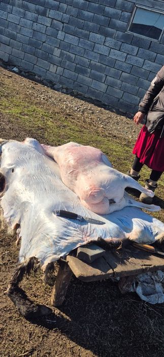 Баран, қой сатылады