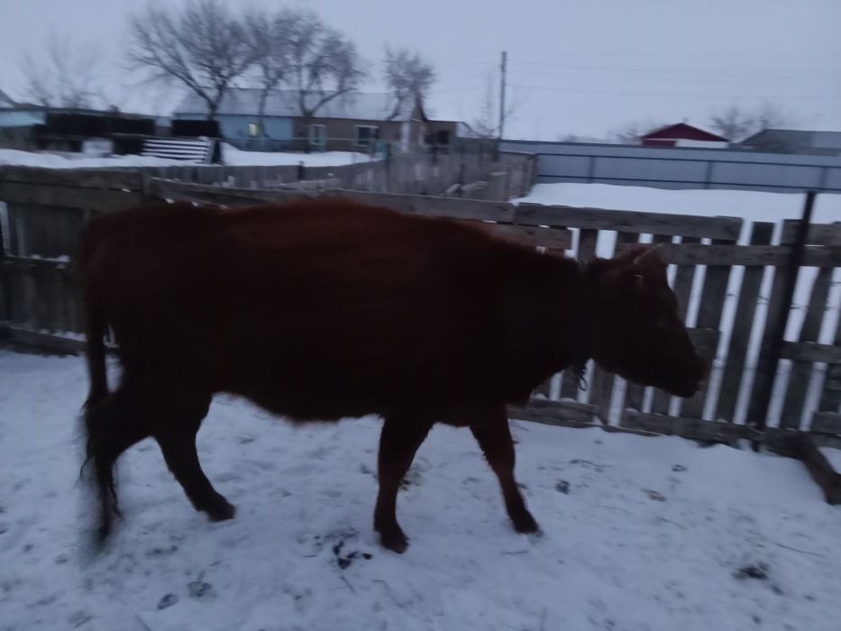 Молочные коровы продается