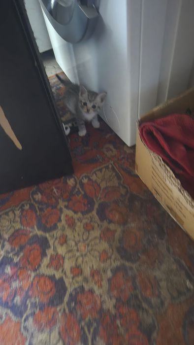 Отдам котят в хорошие руки
