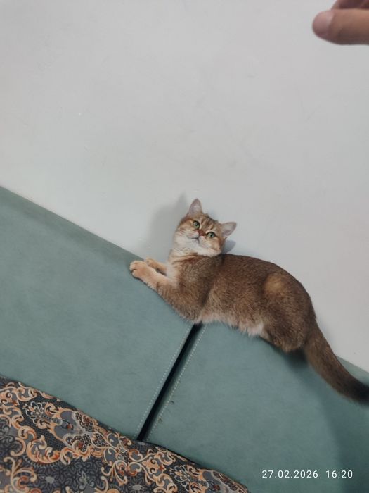 Золотая шиншилла скоттиш страйт