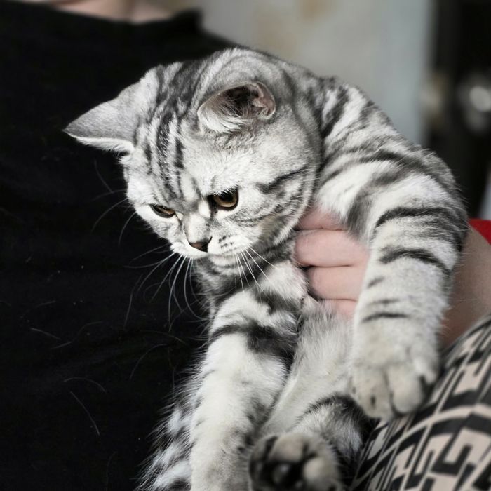 Скотишь страйт кот