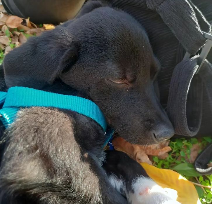 Băieței spre adopție