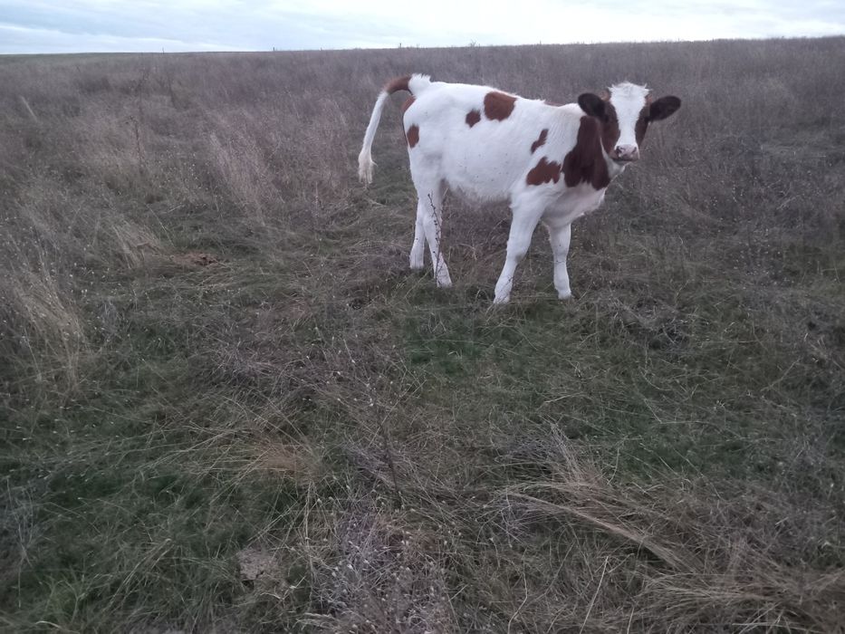 Vând vitei detalii la telefon