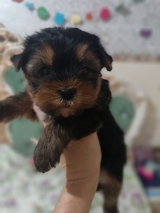 Чудесные малыши йорка