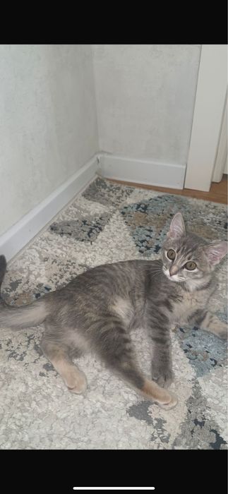 Котенок 3 месяца девочка бесплатно