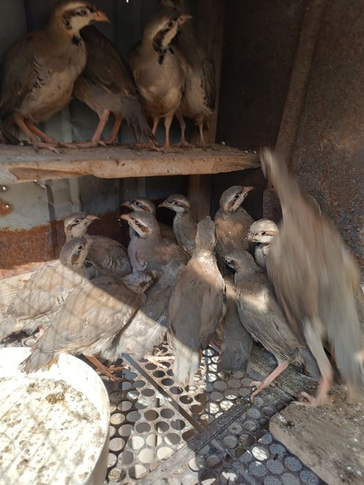 Кеклик куропатка