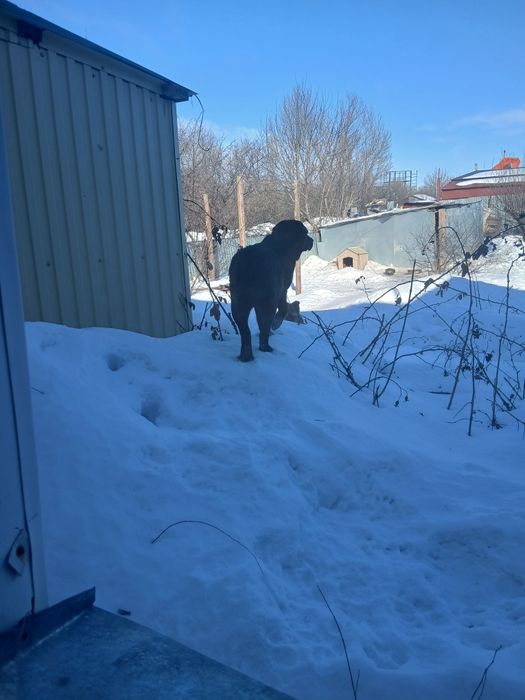 Лабрадор 6месяцев