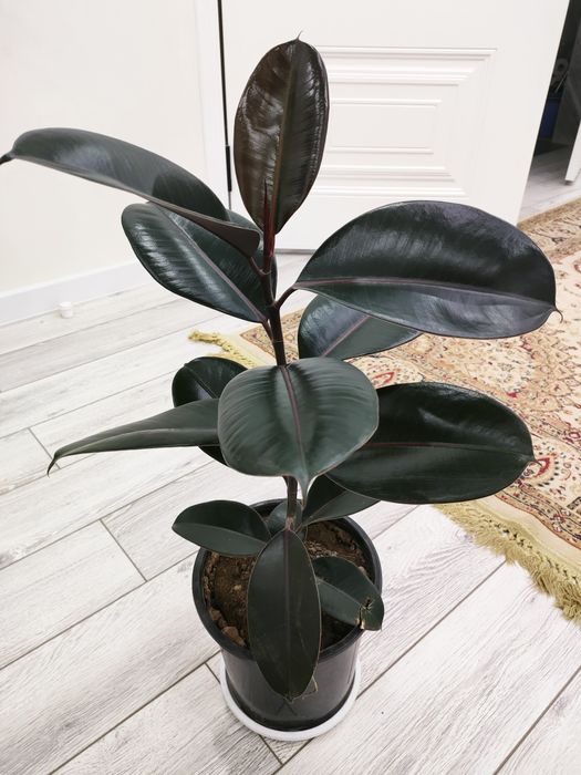 Домашние растения, доставка