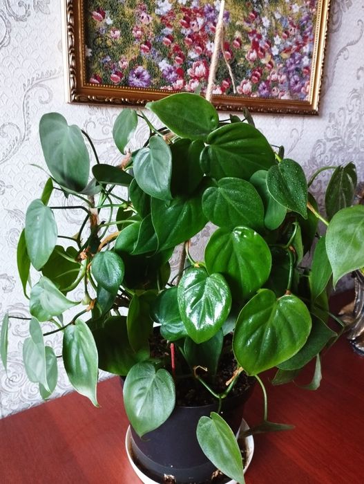 Цветы  Филодендрон, сциндапсус монстера