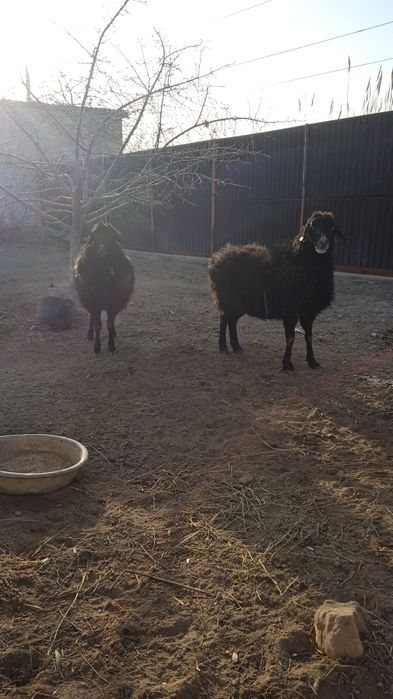 55000 болары 50ден