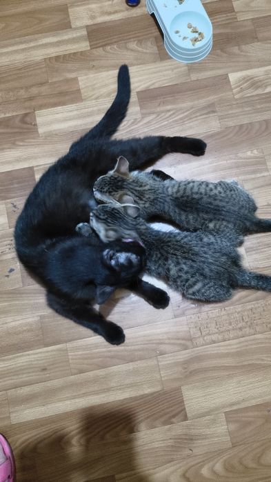 Милые котята ищут дом