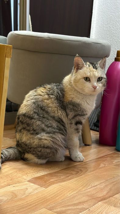 Кошечка стерилизованная