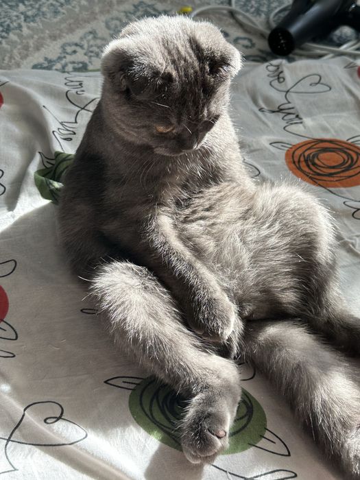 Мысык сатылады шотландский