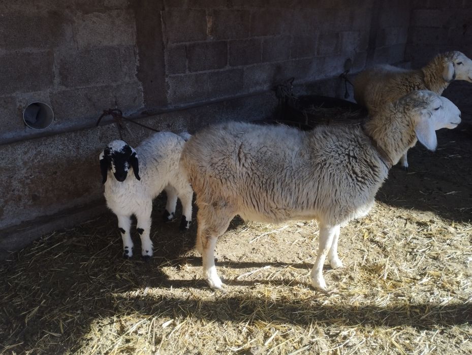 Qora quloq zotli qôylar sotiladi