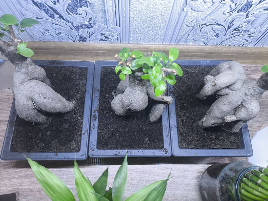 Продам бонсай микрокарпа