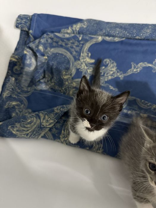 Котят бесплатно отдадим
