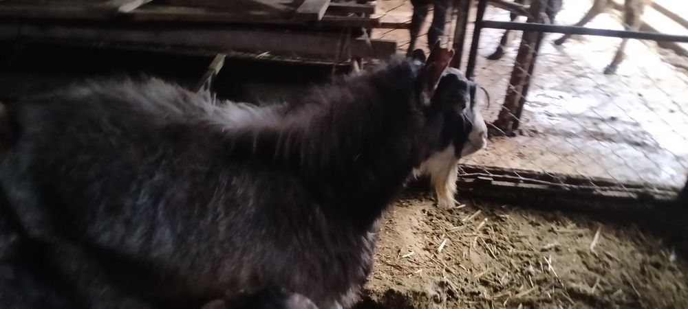 Теке.    .       .