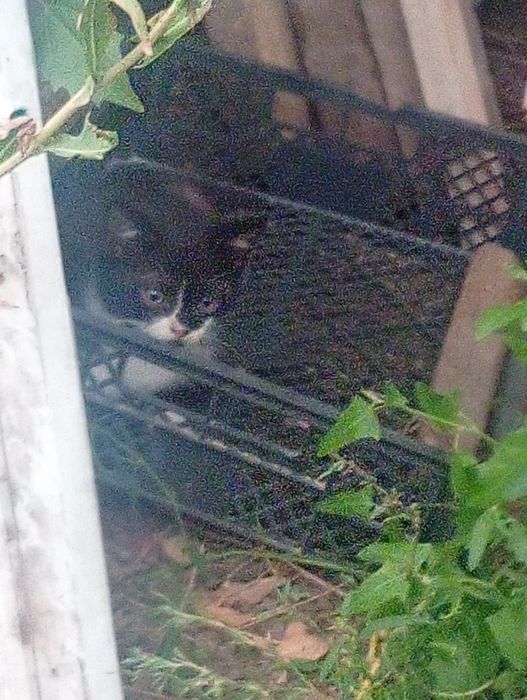 Котята ищут дом.
