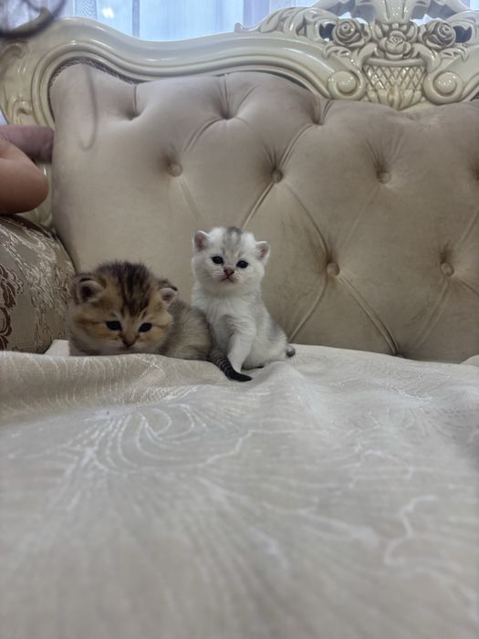 Продажа шотландских шиншилл