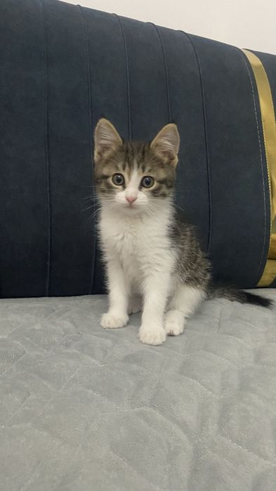 Мысык тегин беремин