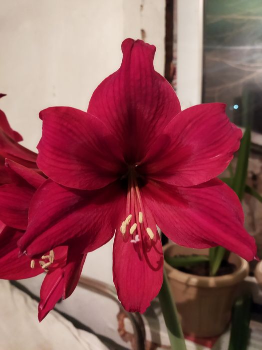 Цветы комнатные лилия, алоэ