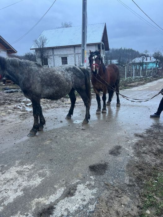 Armăsar disponibil pentru montă