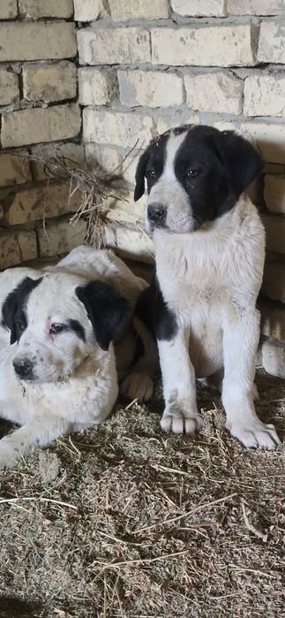 Alabay bolalari sotiladi