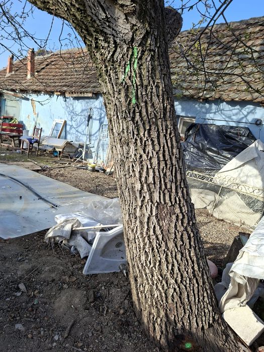 Vând nuc, trunchiul fără noduri