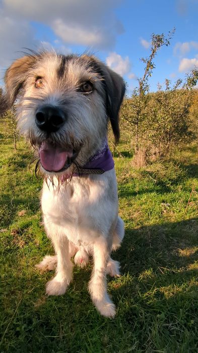 Adopție caine de vanatoare