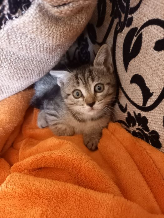 Отдам в добрые руки котят две девочки остались