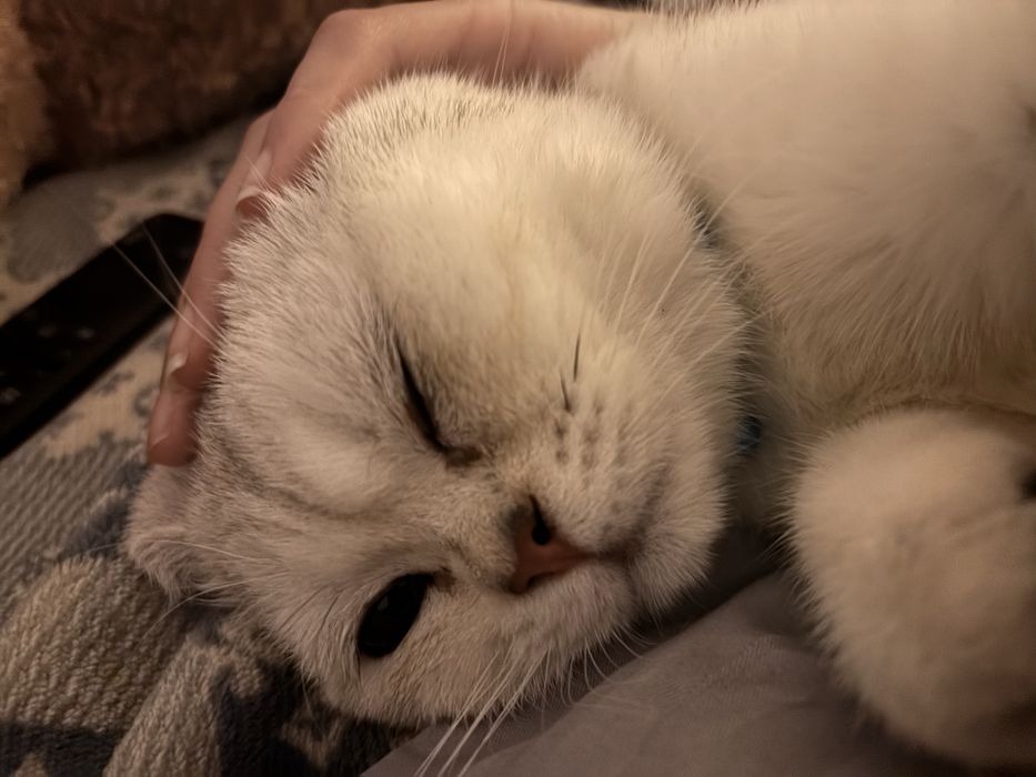 Ищим кошку для вязки