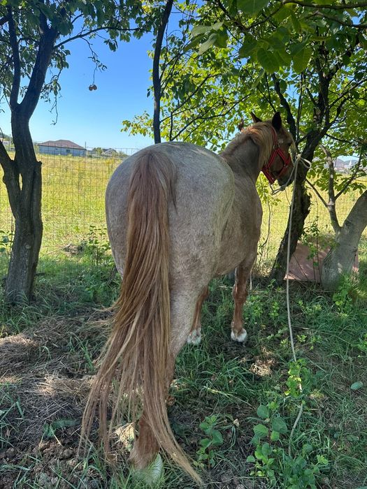 Cal Garantat 9-10ani