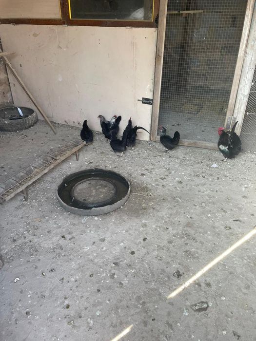 Продам  карликовых курей