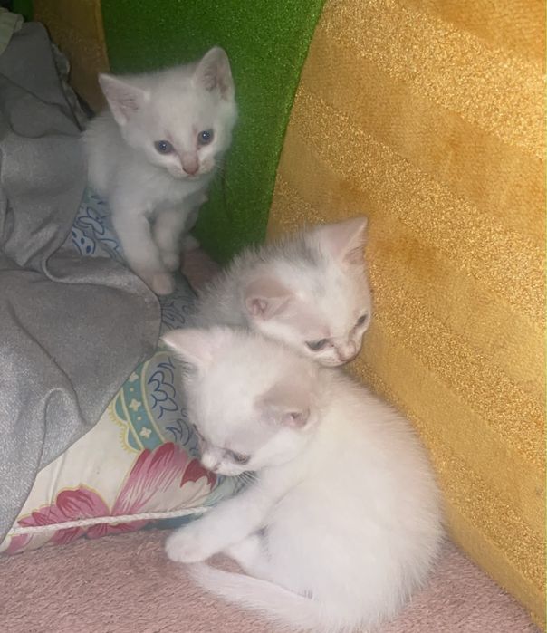 Отдам котят 1,5 месяца